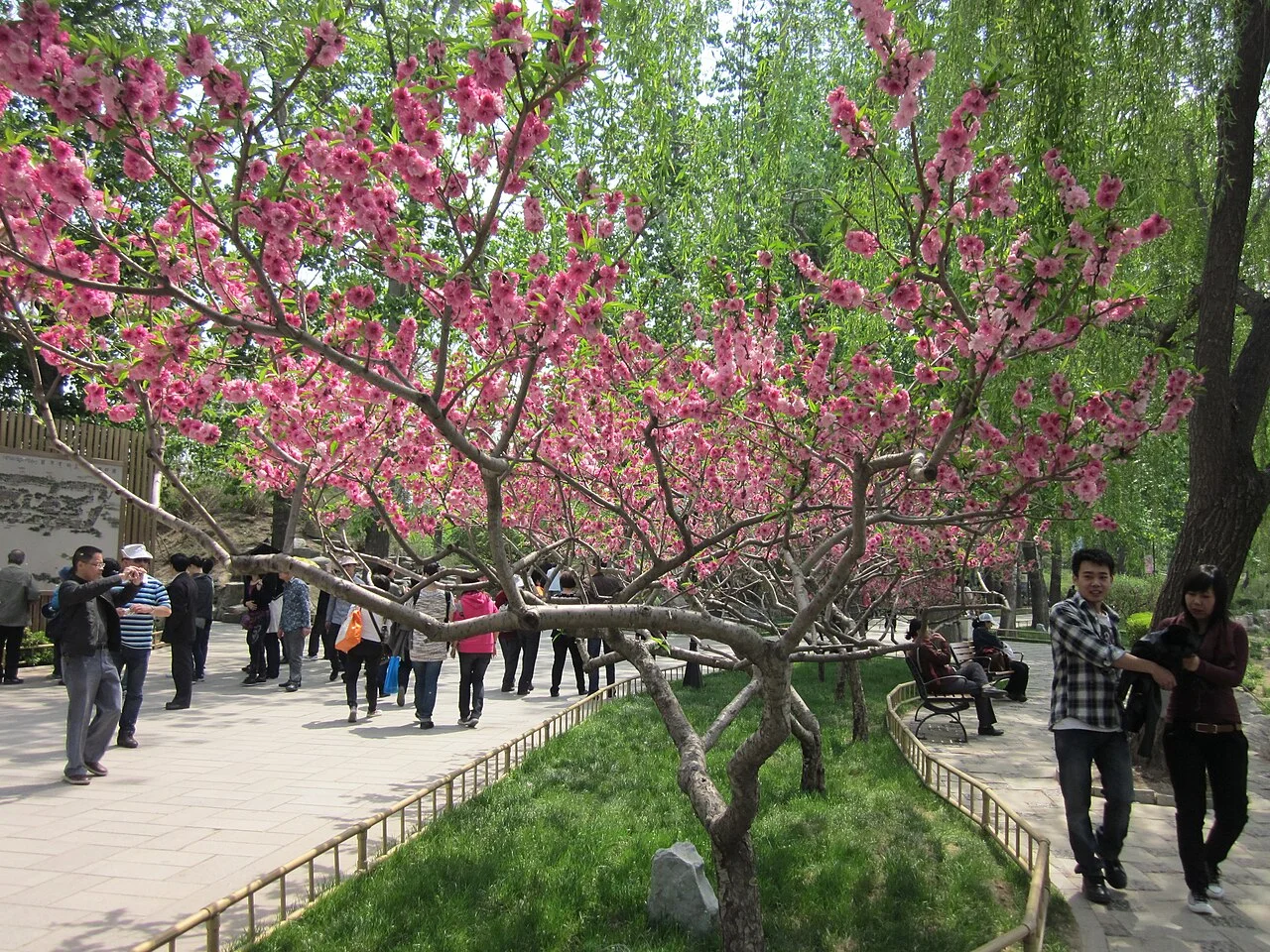The peach blossoms are in full bloom in the Old Summer Palace.