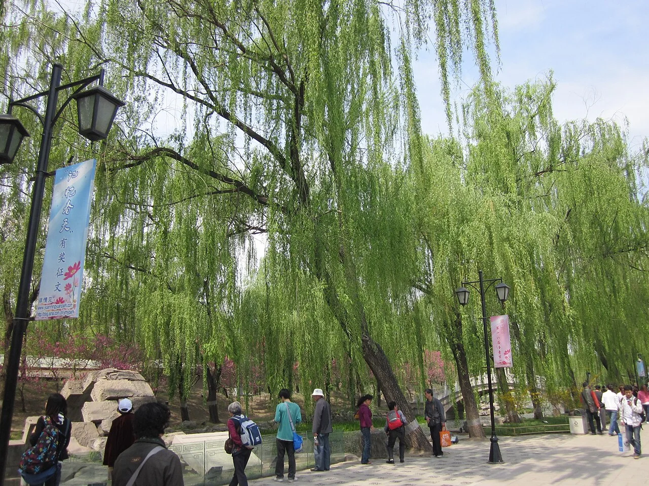 A row of willow trees in the Old Summer Palace.