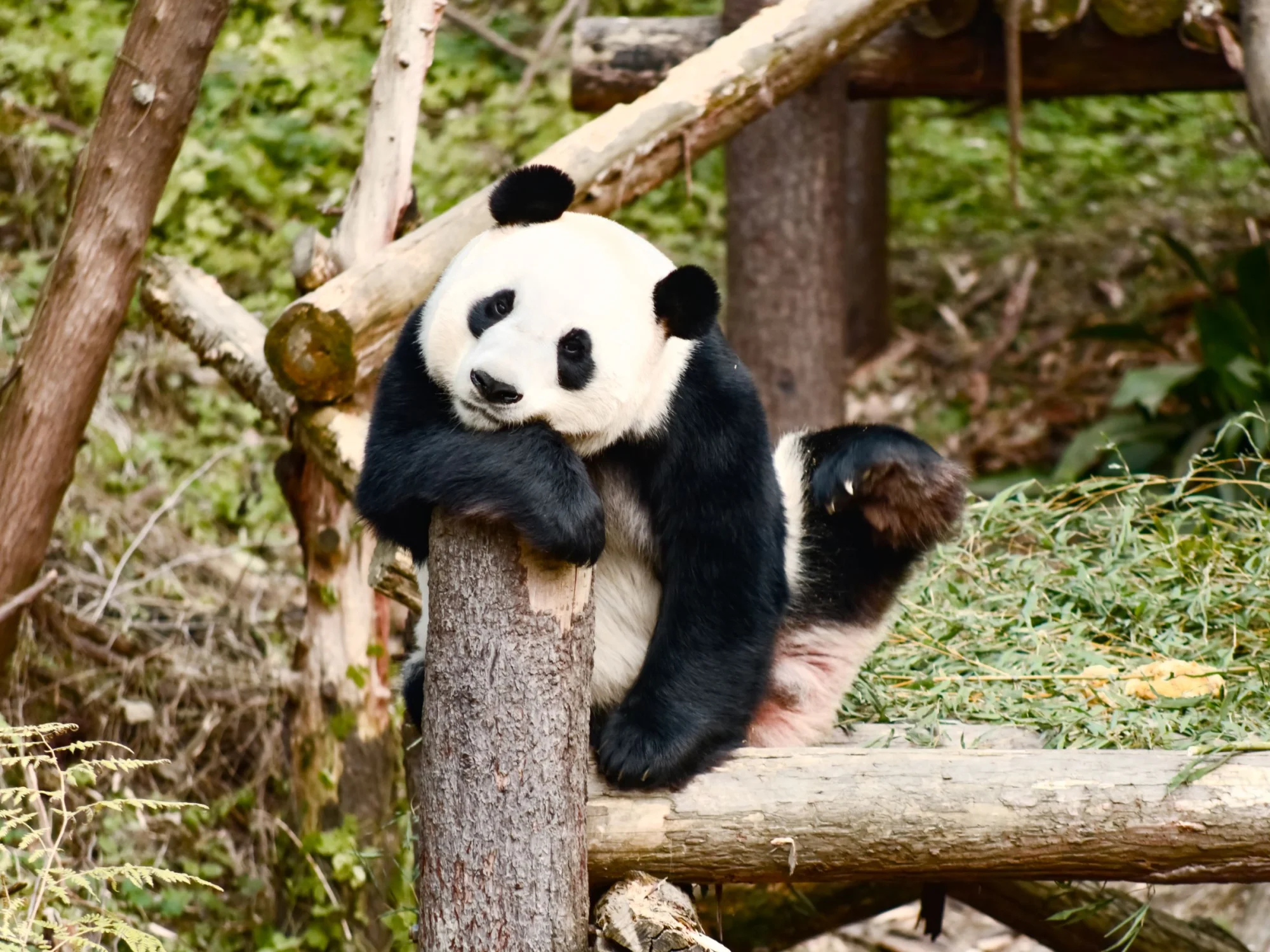 A giant panda resting on a log amidst green vegetation, showcasing its natural habitat.