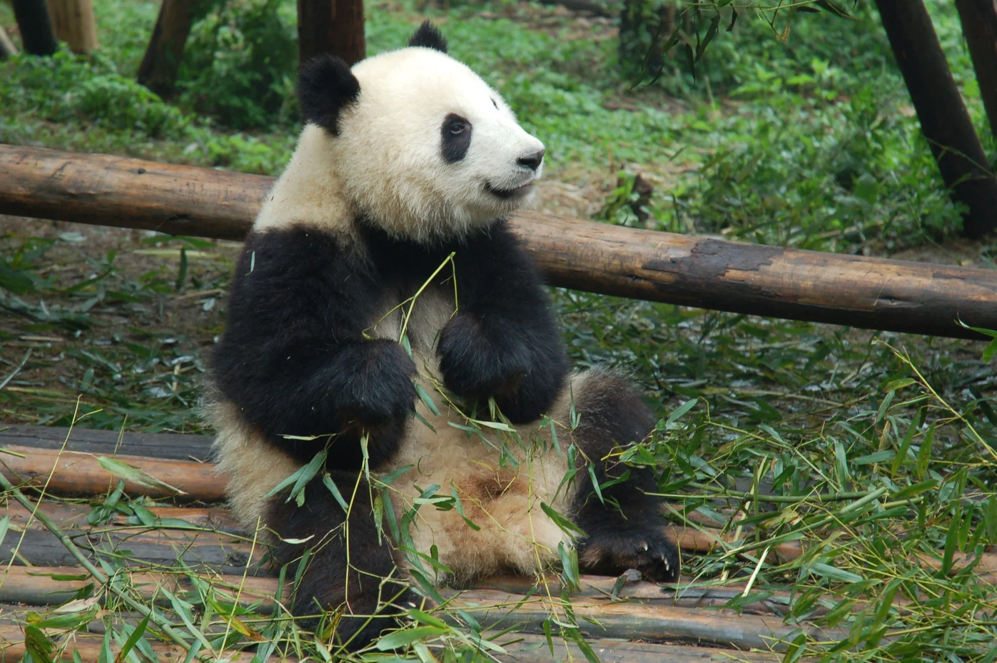 Charming image of a giant panda sitting outdoors in Chengdu, China, enjoying fresh bamboo.
