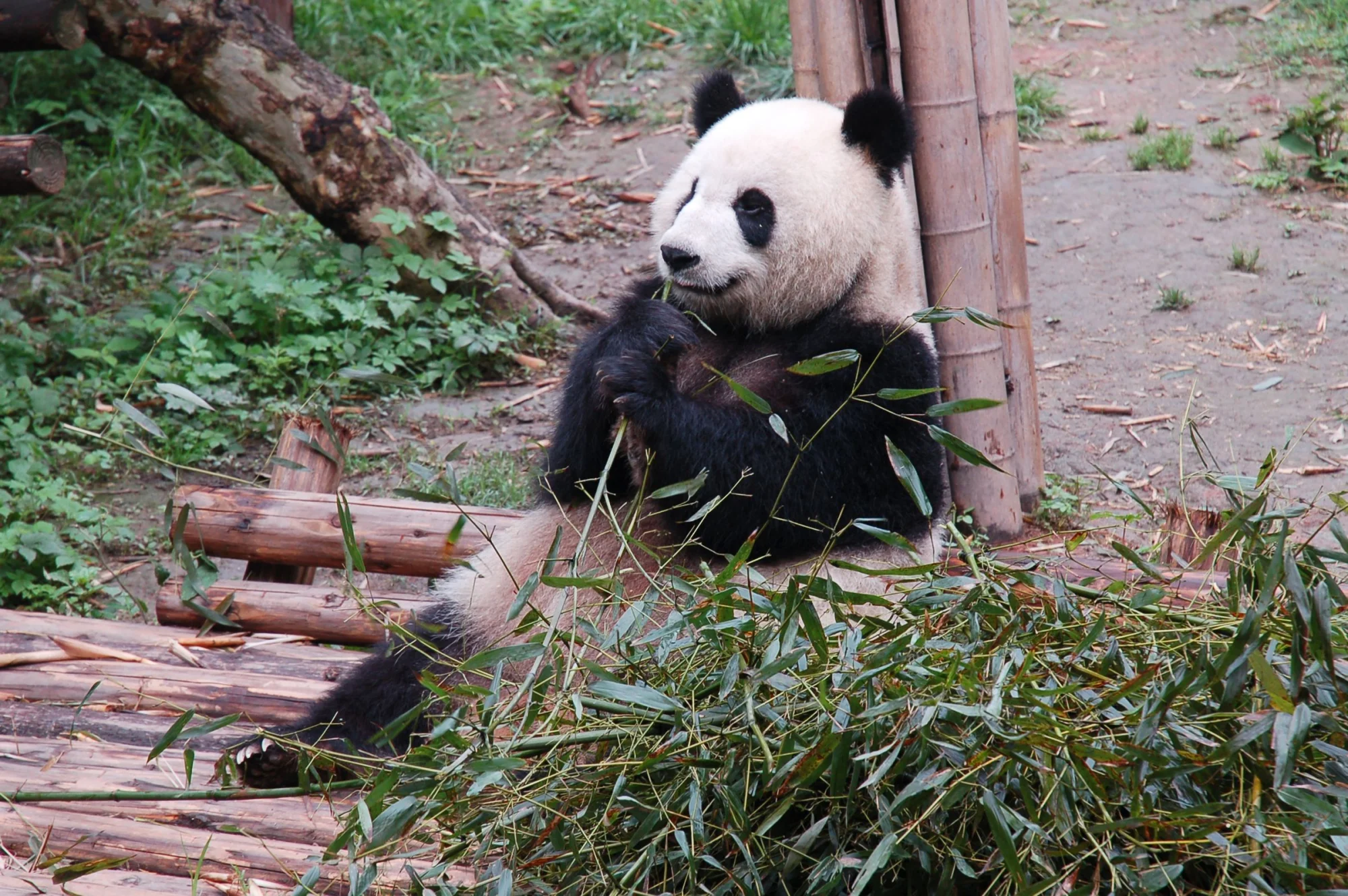 A giant panda sits outdoors, eating fresh bamboo amidst greenery, displaying its adorable demeanor.