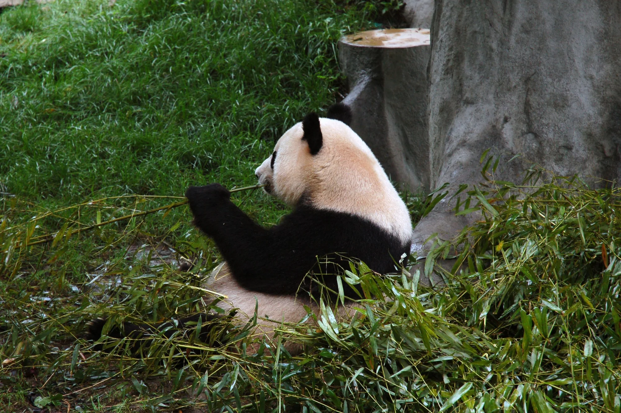 Giant panda relaxing and eating bamboo in its natural habitat, surrounded by lush greenery.