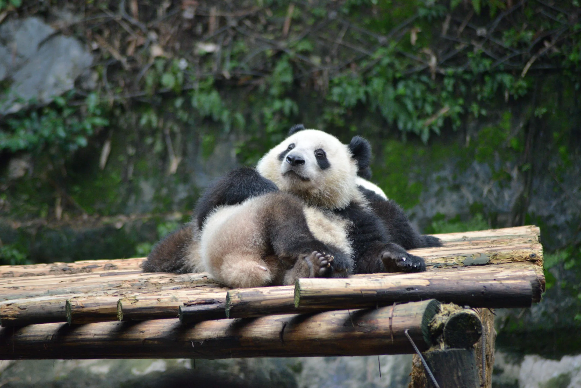 Adorable giant panda relaxing and playing on a wooden platform in its natural habitat.