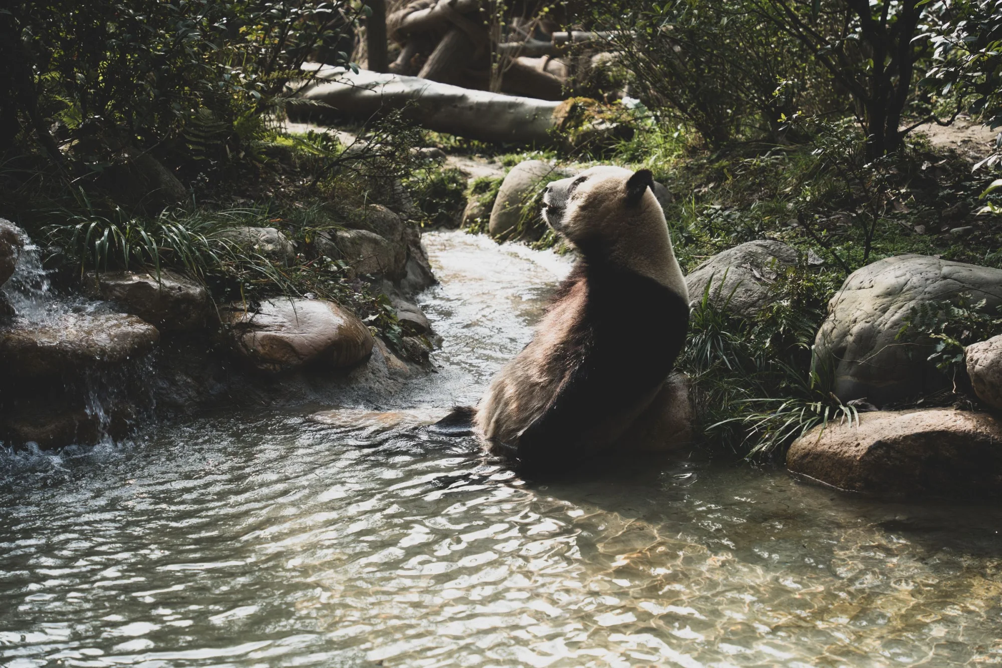 A giant panda leisurely sits by a stream in Chengdu, showcasing its natural environment.
