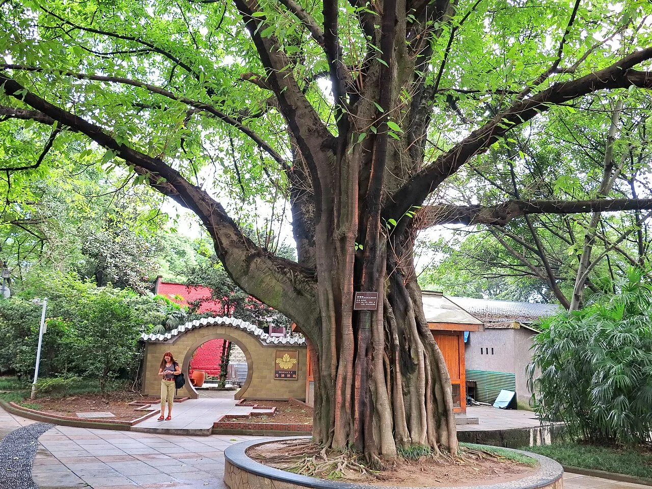 鹅岭公园 大榕树