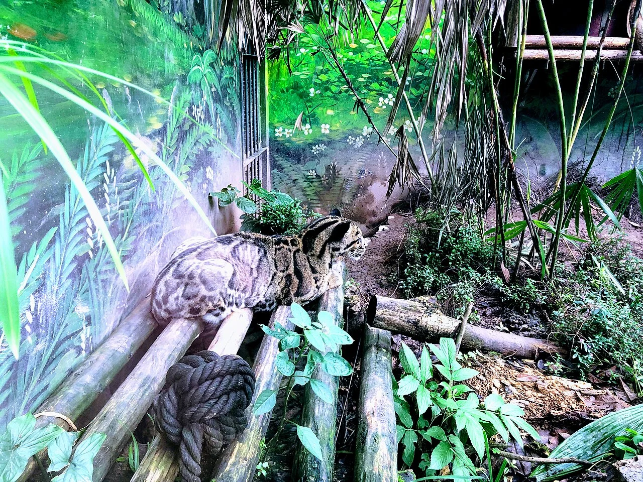 ​重慶動物園的雲豹