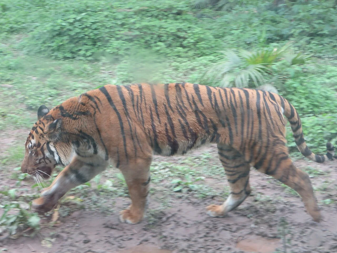 South China tiger at Chongqing Zoo, China.