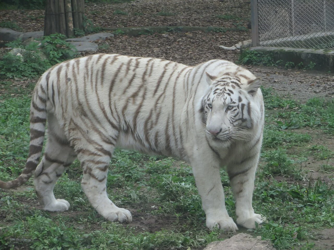 White tiger at Chongqing Zoo, China.