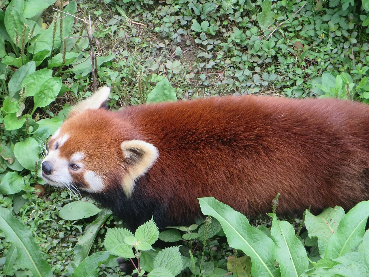 Red panda at Chongqing Zoo, China.