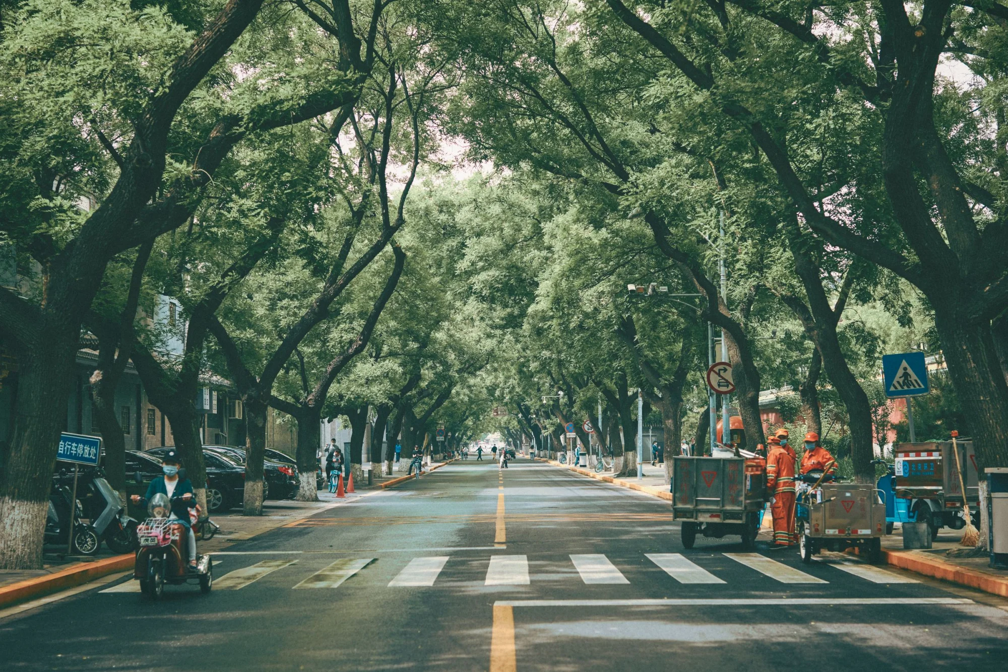 A scenic view of a tree-lined street in Beijing featuring a pedestrian crossing and city life.