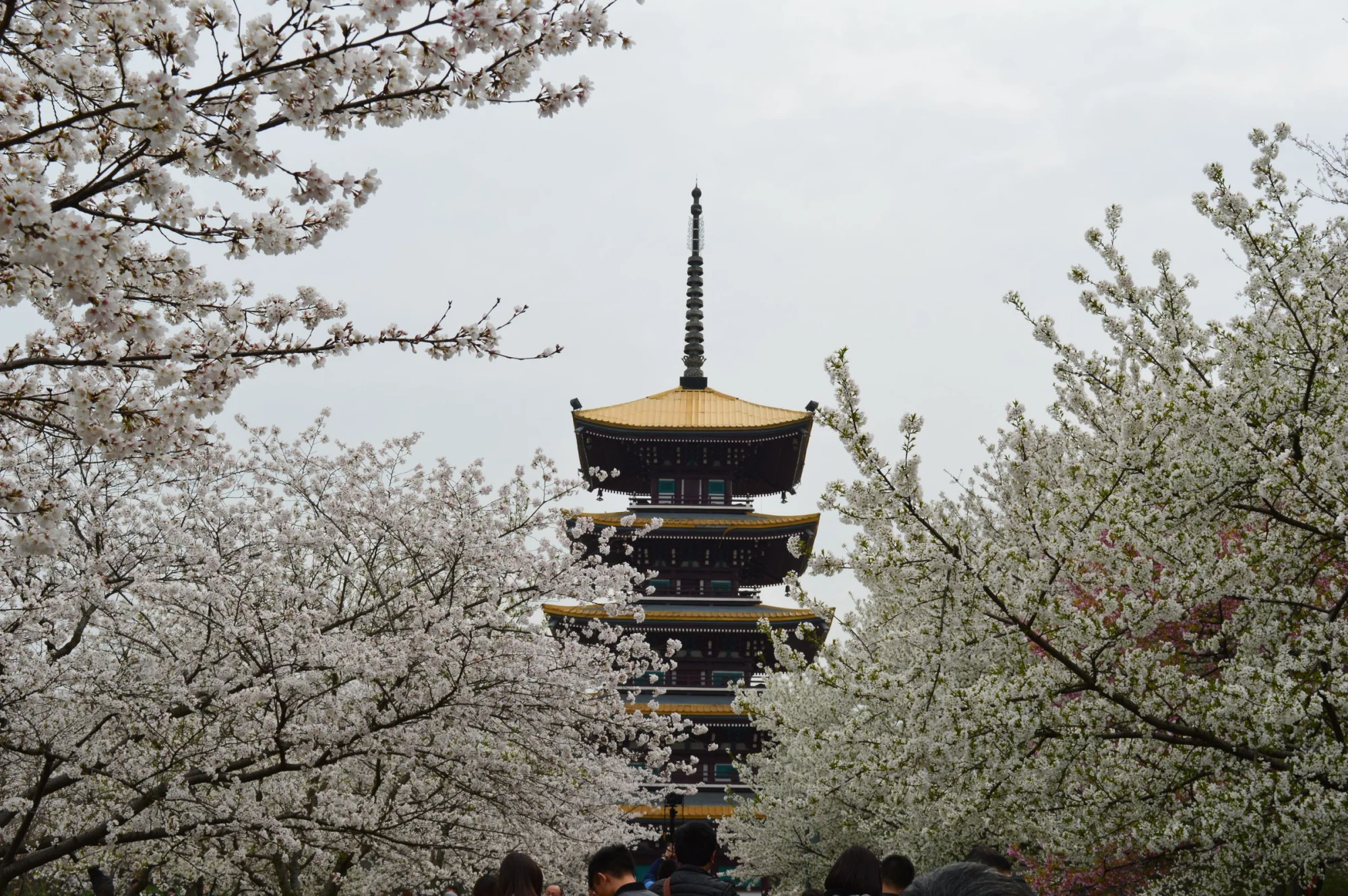 Stunning cherry blossoms frame a traditional pagoda in Wuhan, China during springtime.