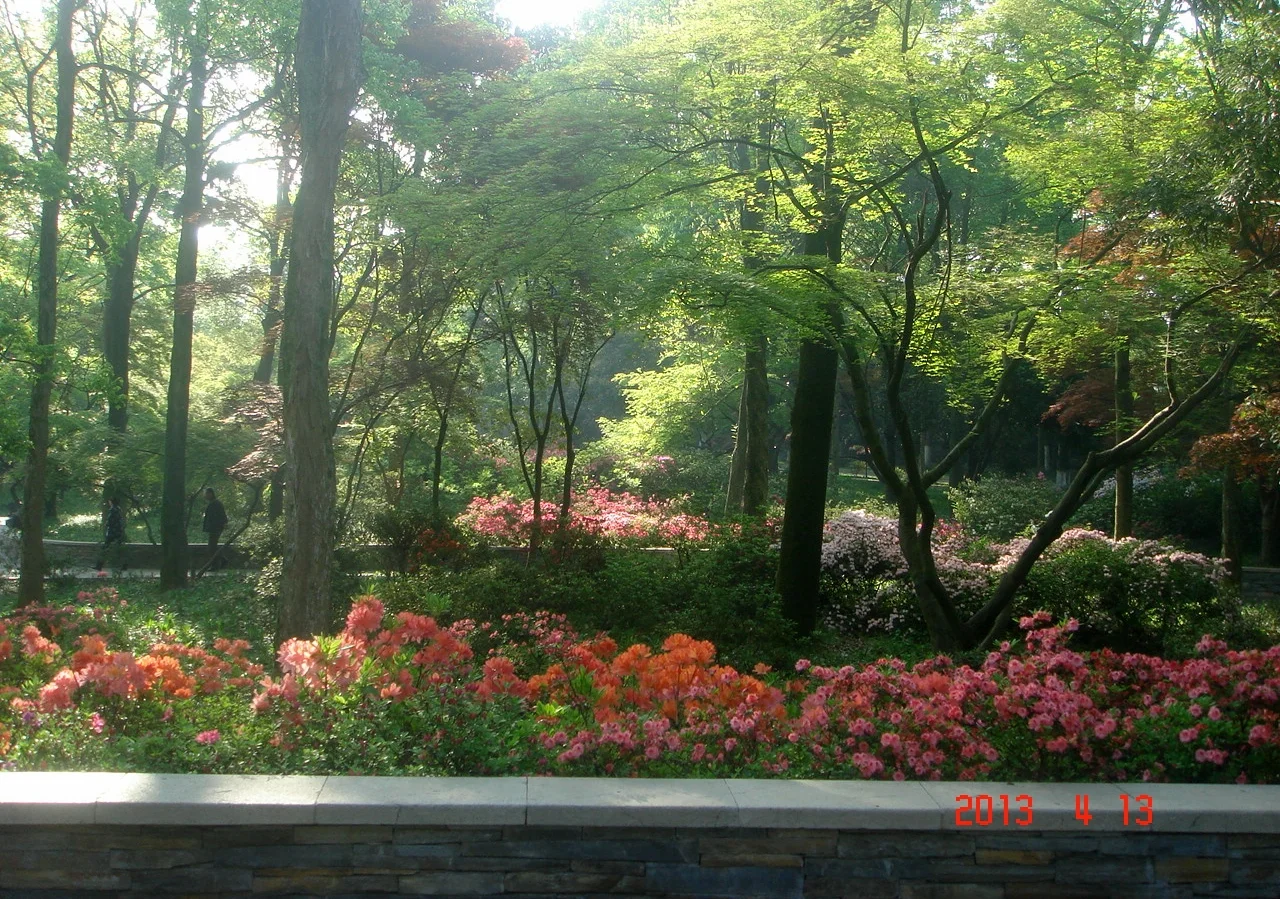 杭州.植物园.“浪漫杜鹃 情动玉泉”