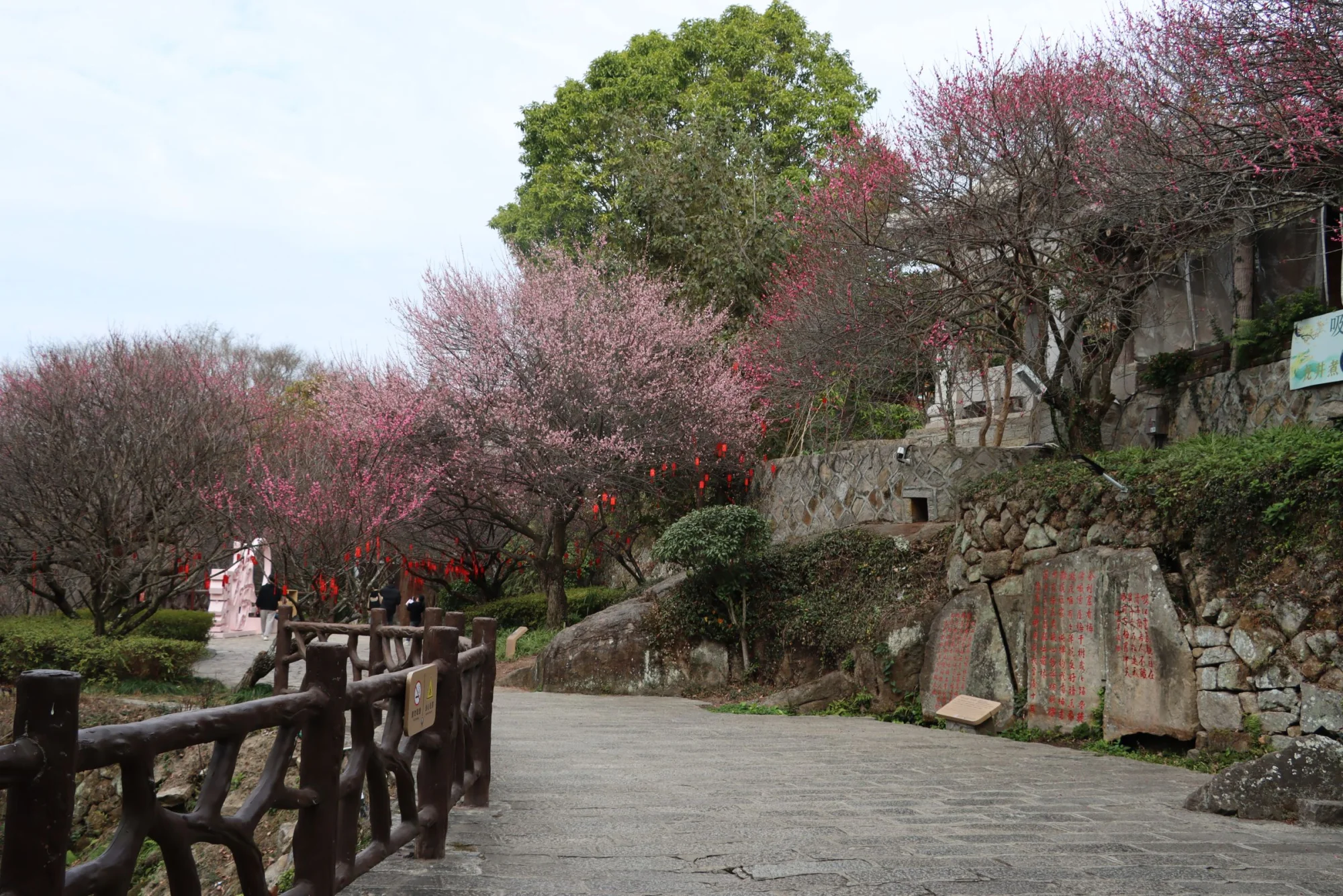 Beautiful outdoor path lined with blooming cherry blossoms in springtime.