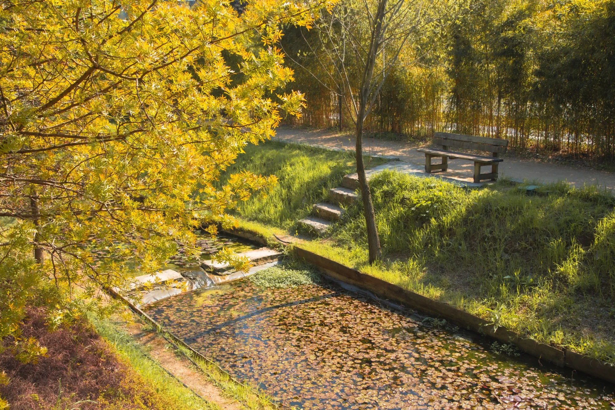 Peaceful garden scene in spring with a sunny pond and park bench view.