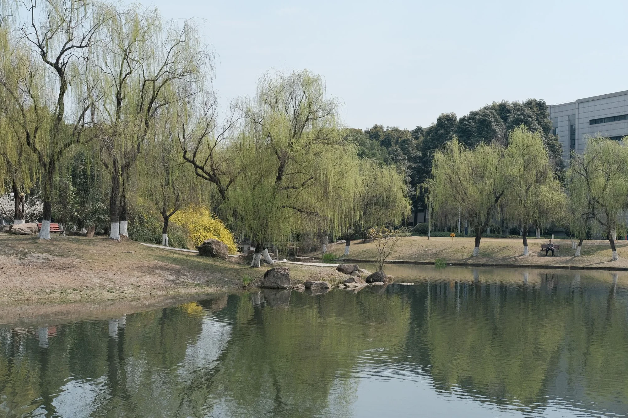 Tranquil spring scene of willow trees by a pond with a modern building in the background.