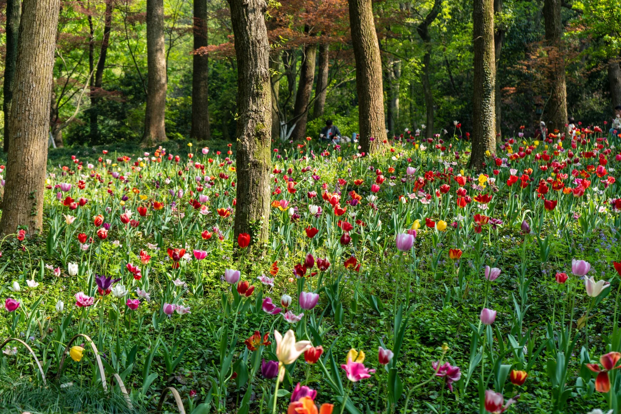 Colorful tulips bloom in a serene forest setting during springtime.