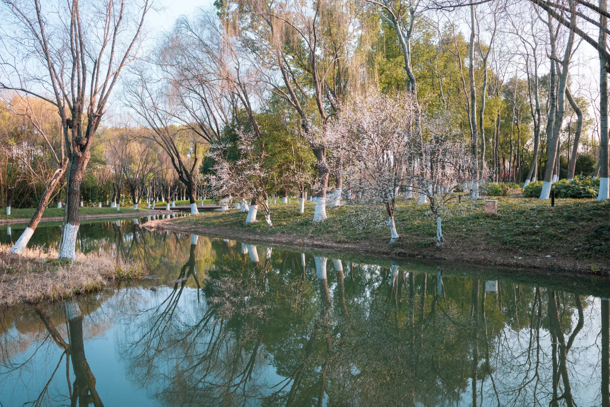 Tranquil spring scene of trees reflecting in calm water in a serene landscape.