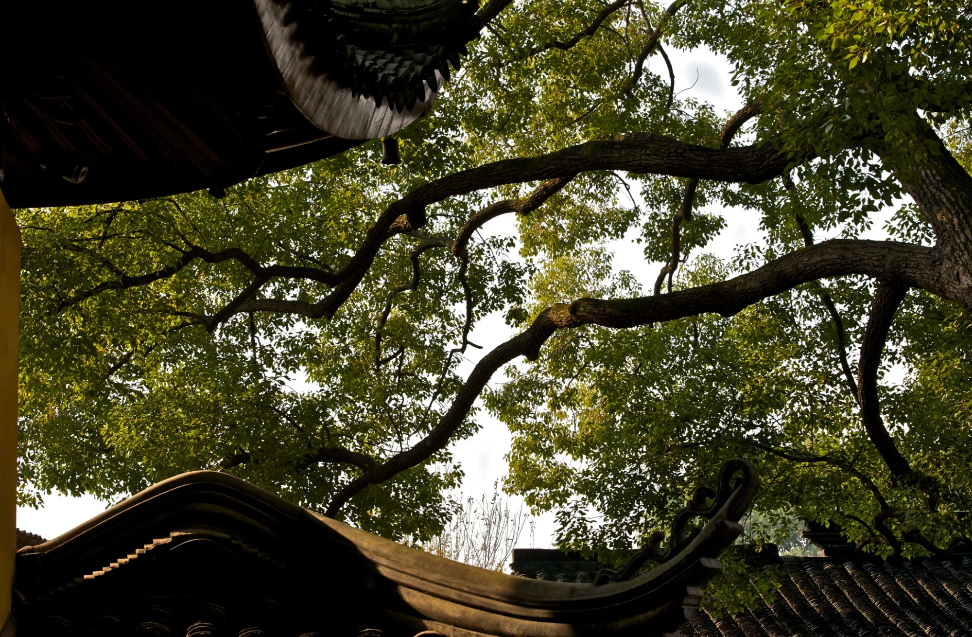 Xiyuan Temple, Suzhou. 西园寺。